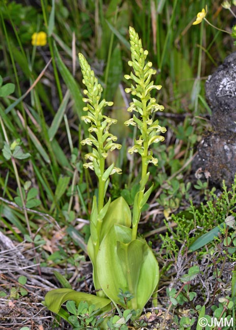 Platanthera micrantha