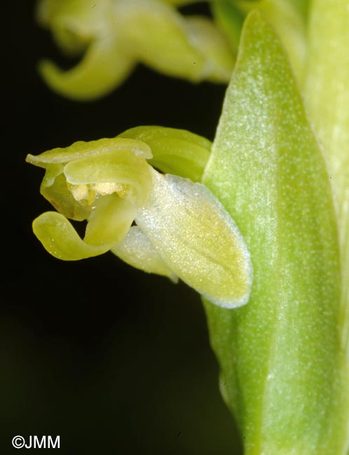 Platanthera micrantha