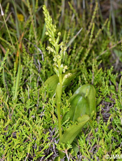 Platanthera micrantha