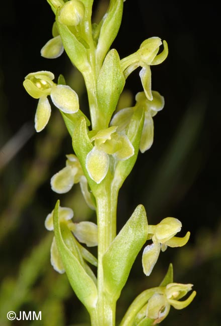 Platanthera micrantha