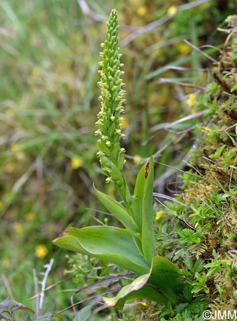 Platanthera micrantha