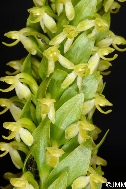 Platanthera micrantha