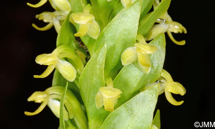 Platanthera micrantha