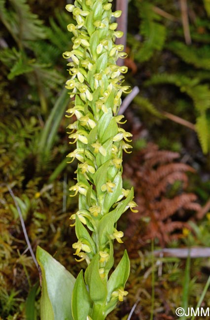 Platanthera micrantha