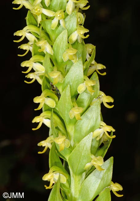 Platanthera micrantha