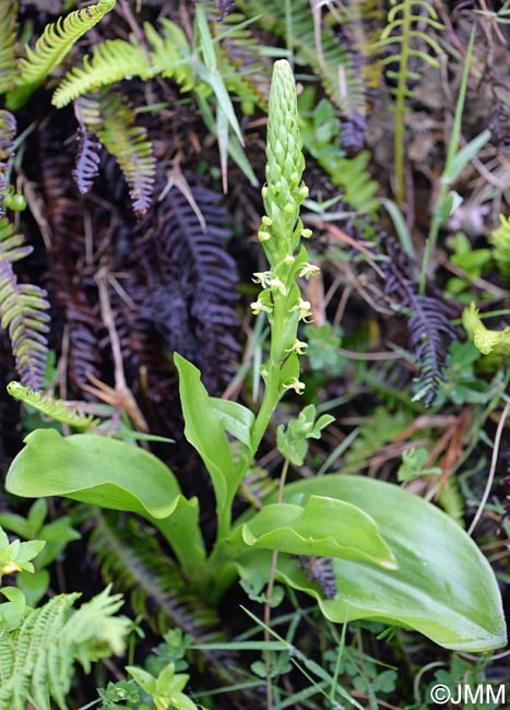 Platanthera micrantha