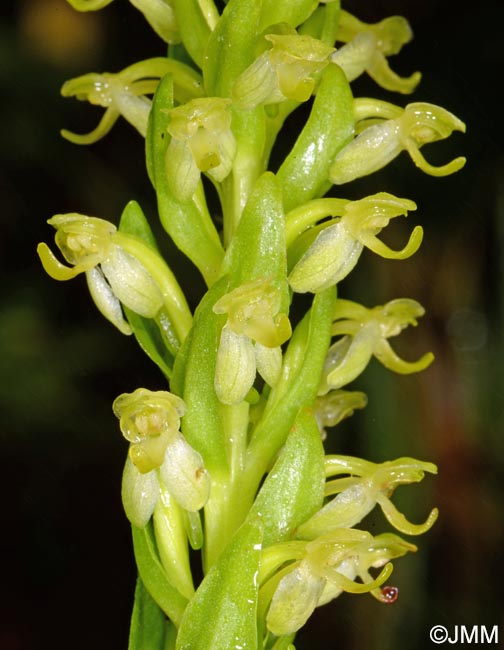 Platanthera micrantha