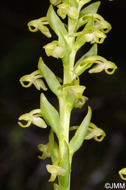 Platanthera micrantha