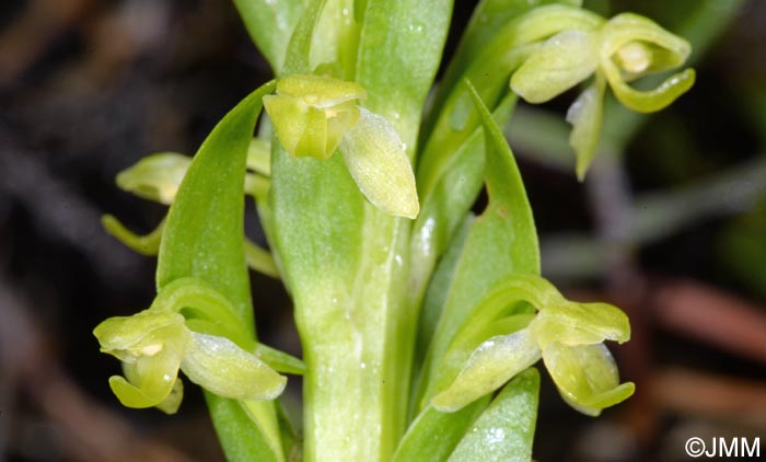 Platanthera micrantha