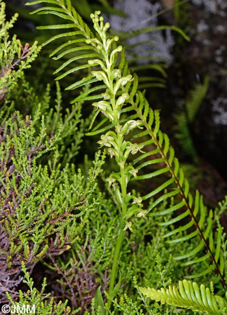 Platanthera micrantha & Calluna vulgaris & Blechnum spicant