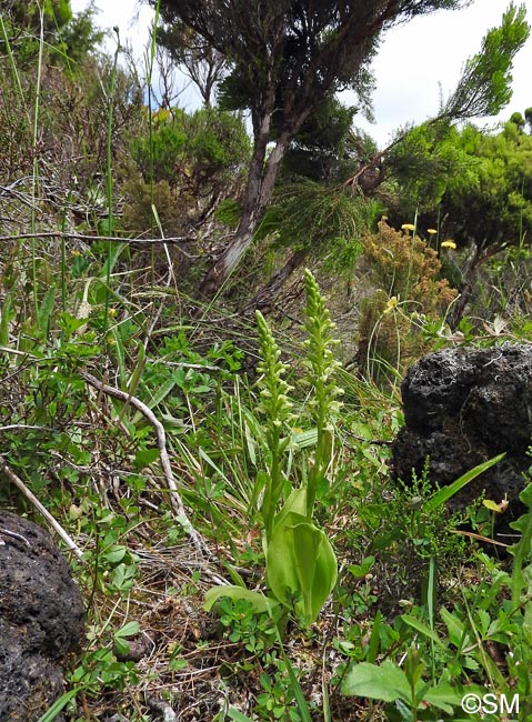 Platanthera micrantha