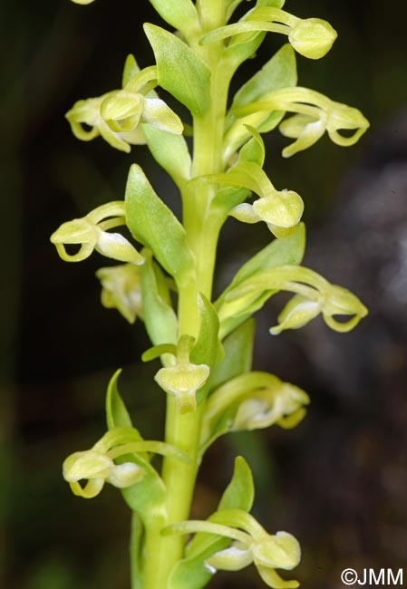 Platanthera micrantha