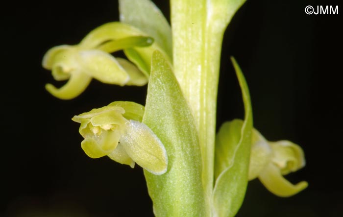 Platanthera micrantha