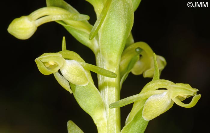 Platanthera micrantha