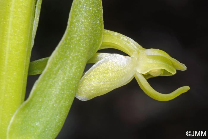 Platanthera micrantha