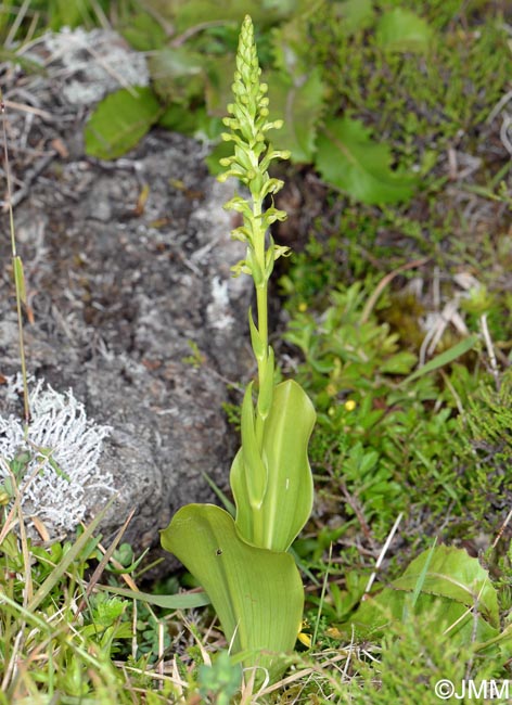 Platanthera micrantha