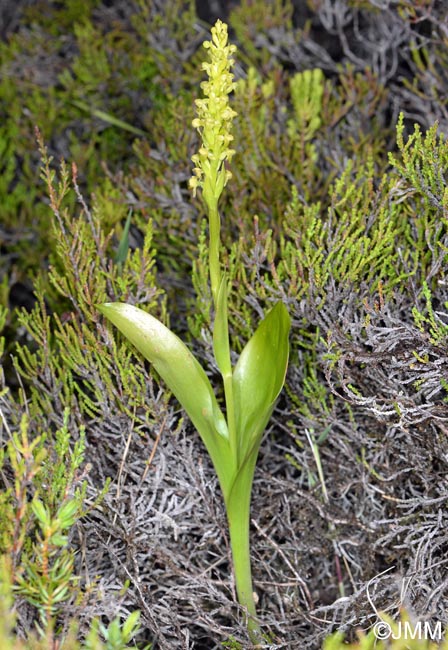 Platanthera pollostantha