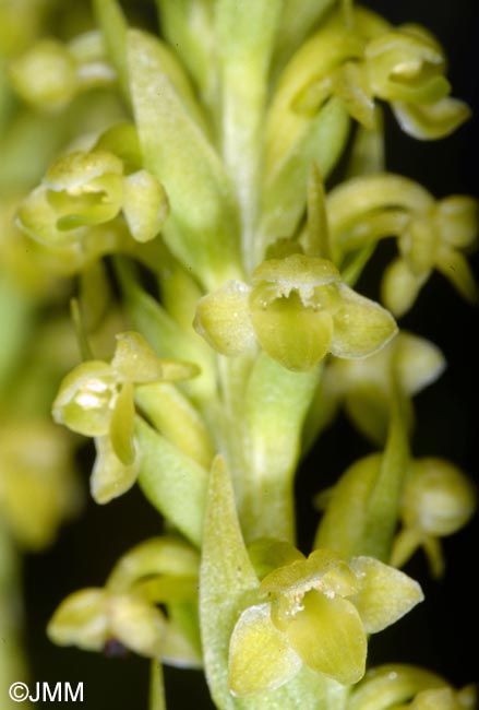 Platanthera pollostantha