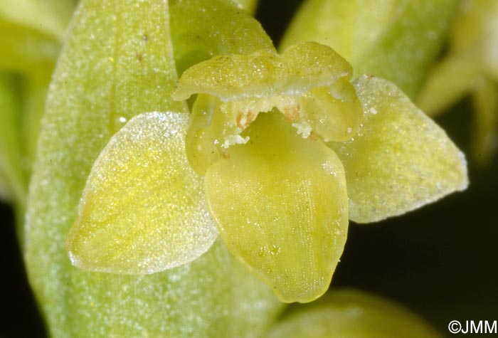 Platanthera pollostantha