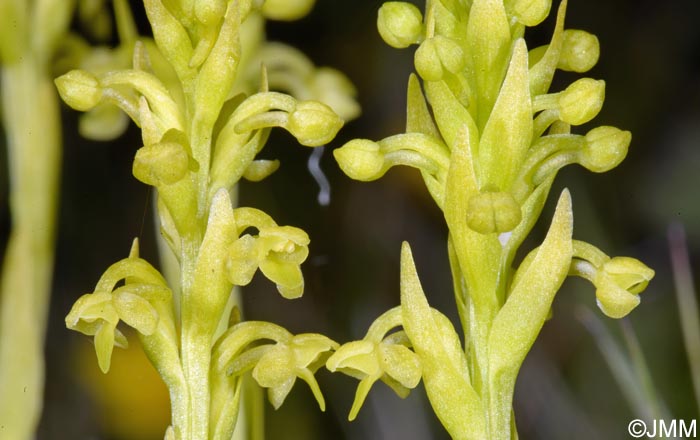 Platanthera pollostantha