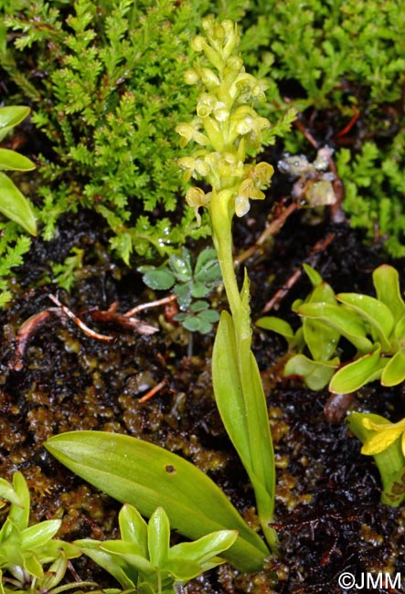 Platanthera pollostantha