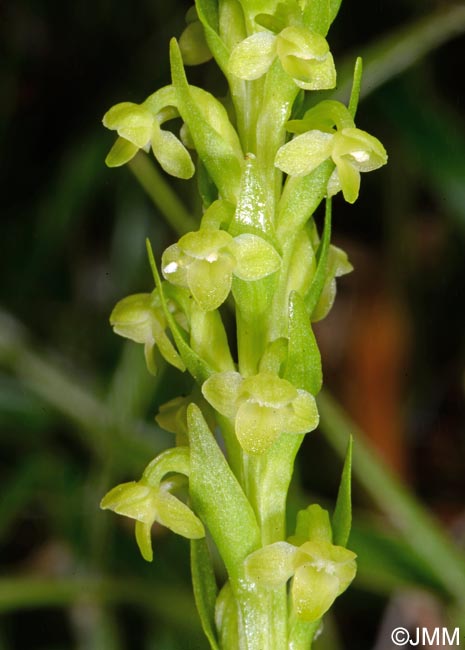 Platanthera pollostantha