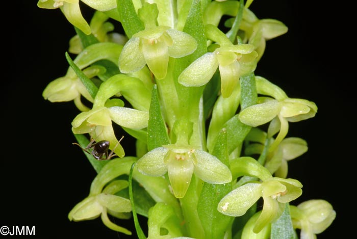 Platanthera pollostantha