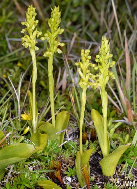 Platanthera pollostantha