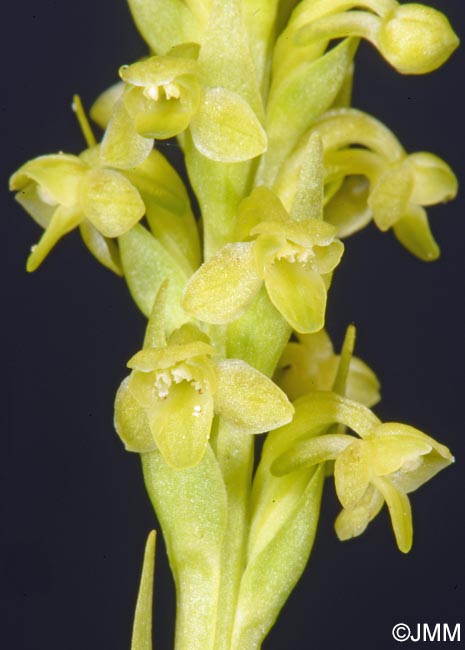 Platanthera pollostantha