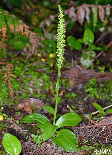 Platanthera pollostantha