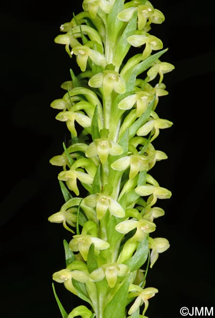 Platanthera pollostantha