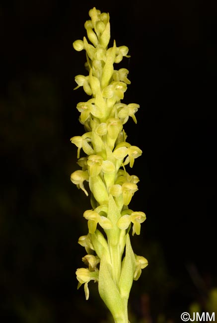 Platanthera pollostantha