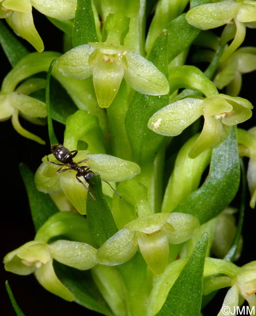 Platanthera pollostantha