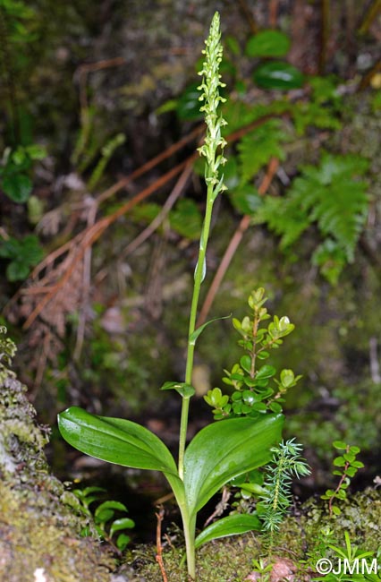 Platanthera pollostantha