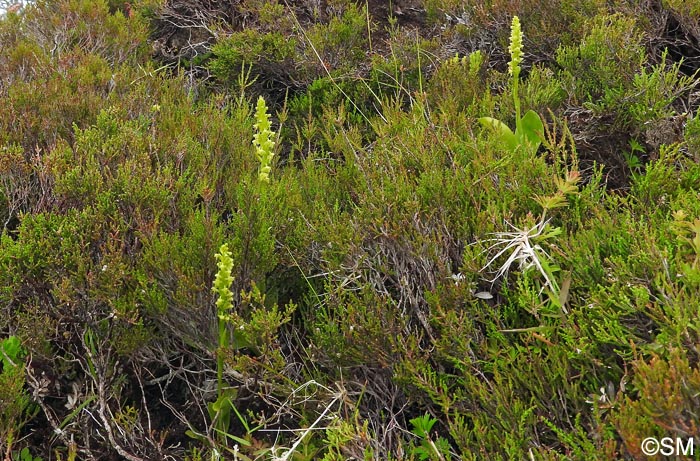 Platanthera pollostantha