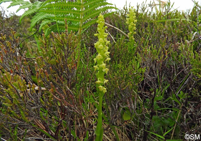 Platanthera pollostantha