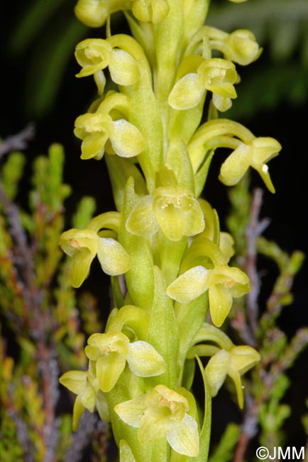 Platanthera pollostantha