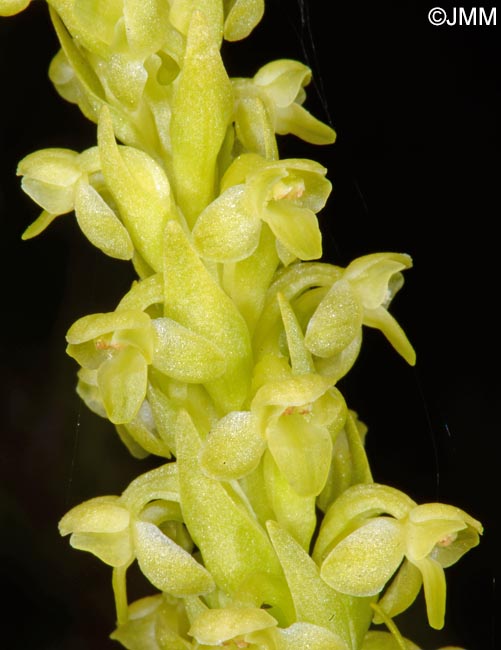 Platanthera pollostantha