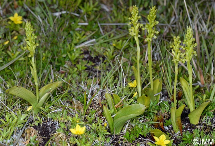 Platanthera pollostantha