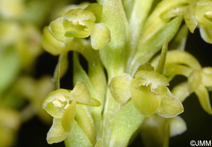 Platanthera pollostantha