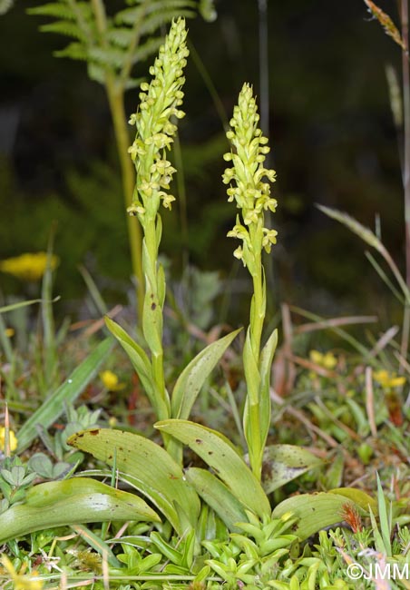 Platanthera pollostantha