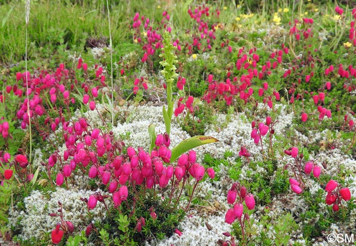 Platanthera pollostantha & Daboecia azorica