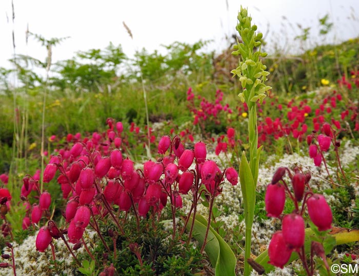 Platanthera pollostantha & Daboecia azorica