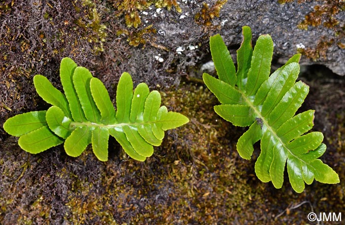 Polypodium azoricum