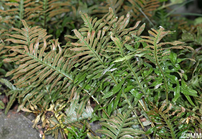 Polypodium azoricum