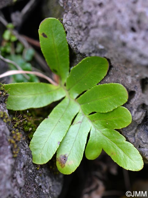 Polypodium azoricum