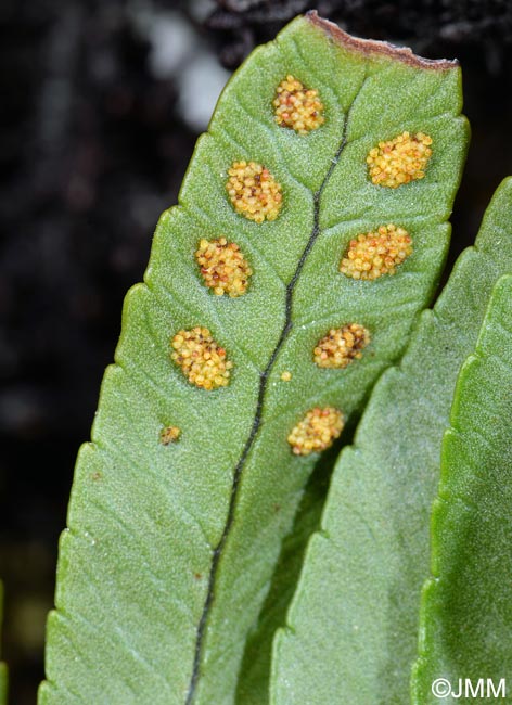 Polypodium azoricum