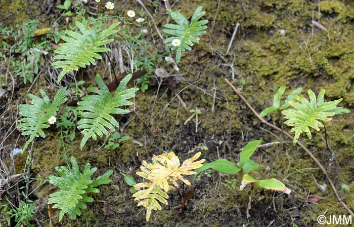 Polypodium azoricum