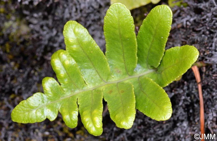 Polypodium azoricum