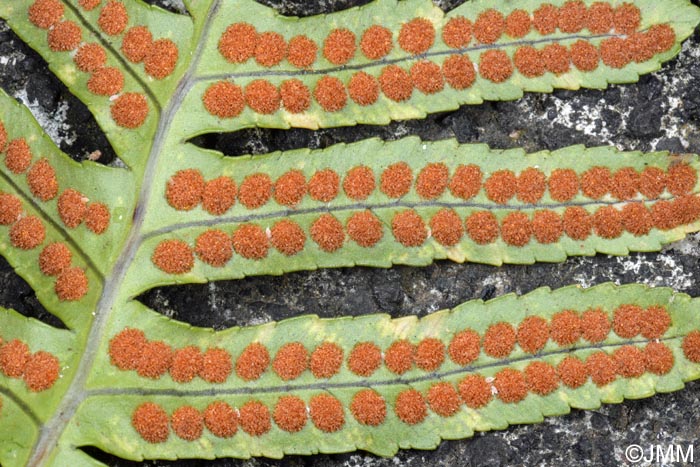 Polypodium azoricum